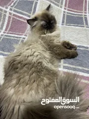  3 قط هملايا أصلي