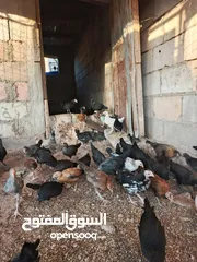  2 فرخات  بلدي وفيومي أقرأ الوصف