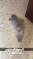  12 قطة أنثى (كتنز )نوع هملايا للبيع