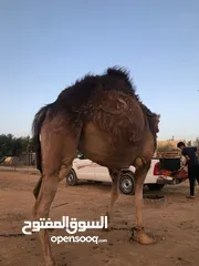  5 ناقه ثنيه طيبه قصا باللحم شغل ضحيه