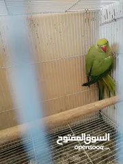  5 انثى طيرة ببغاء الدرة الهندي شاهد الفديو،كوكتيل روز فيشر كاسكو حب جنة كناري حسون امازوني فراخ