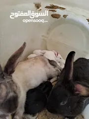  4 ارانب معاشير للبيع
