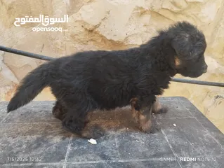  7 جراء جيرمن شيبرد بيور 100٪ صحة ونضافة وأهالي بيجننو