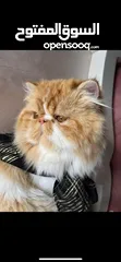  5 ذكر للتزاوج