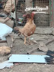  4 متاح بيض باكستاني خط اول..