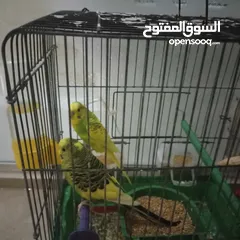  3 مصراته  الصمود