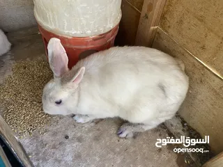  5 موجود ارانب للبيع ما شاء الله شغل مقنوه