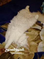  3 للبيع قطه شيرازي تركيه عيون ملونه كل عين شكل عمرها 8 اشهر خلفت قبل شهر جابت قطه بلصلاه على النبي
