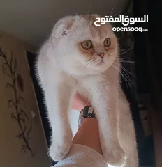  8 بسم الله ماشاءالله لعشاق االبيور متاح  ذكر سكوتش تربل فولد سيلڤر شيدد مستوى عالي  من اب أصوله مسجله