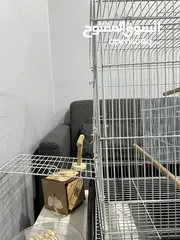  3 Cage for bird / birds قفص للطيور