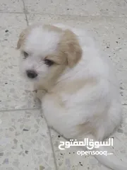  29 كلاب زينة للبيع