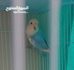  4 ذكر روز محلي