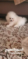  3 Pomeranian mini 2 white male