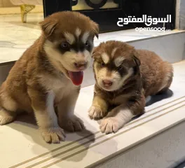  1 هاسكي مالموت جراوي