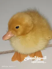  20 بطبوط بطه صوص مطعم    ا