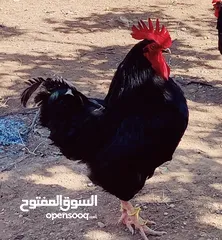  1 ديك استرالوب وديك ليجهورن للبيع