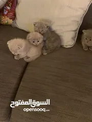  6 Scottish fold and British short hair 