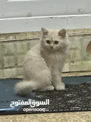  2 قطه نثيه مكس هملايا وشيرازي عمرها شهرين