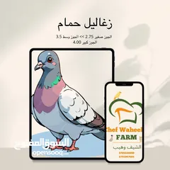  3 طائر السمان الفري او السلوى