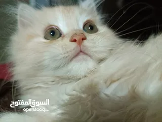  7 قطط ذكور من أصول نقيه واحد همالايا تشوكلت لونج هير بلو بوينت وواحد بريتش ريد لونج هير مقزم للجادين