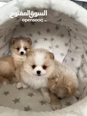  11 Pomeranian puppy