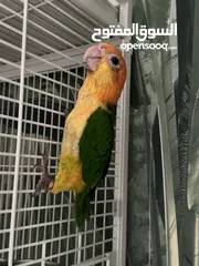  6 White belly caique baby