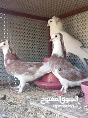  2 حمام للبيع