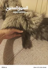  10 فروه silver fox