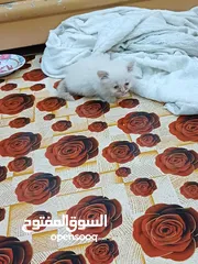  11 قطط شيرازي صغار غير ملقحات