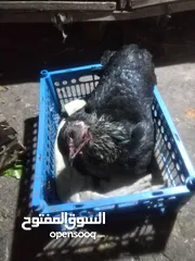  1 دجاج عرب كرك