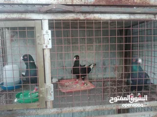  1 مساويه سود
