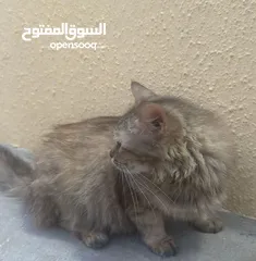  3 قط شيرازي صحراوي