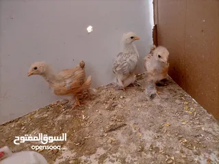  2 صيصان براهمي. عمر  شهر 5 ايام