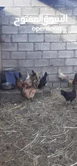  3 دجاج عمانيات كبار للبيع