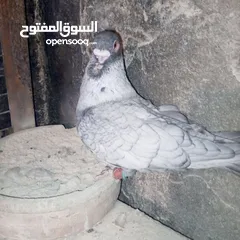  6 جواز نخب بالصلاة على النبي