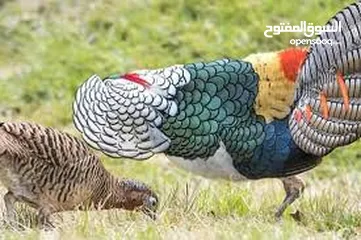 1 فزنت ليدي  امهر