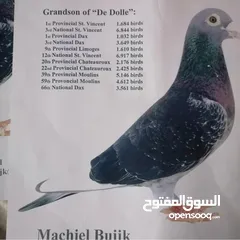  3 زاجل سباق أجواز منتجة وطبات جاهزة أبطال الابطالTob طيور نخبة تصليح وفوز من هواه أبطال المملكة للزاجل