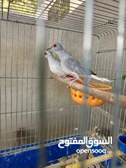  3 ما شاء الله جوز حمام ماسي لون فاتح