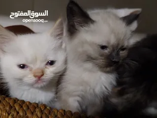  1 قطط للبيع السعار مشكله