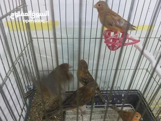  4 طيور كنار  كناري نحاسي و ماوردي  نخب من اندر الالوان واجملها