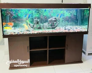  2 Big !Aquarium