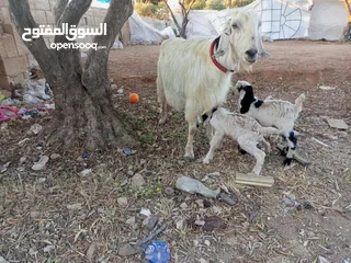  3 عنز حفف طوايل وراها توم جديان