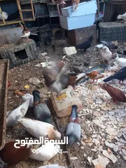  9 حمام مشكل 70 جوز