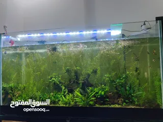  4 Rotala plants for sale