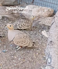  3 قطا عماني وصبا وأرنب بري طيور بريه لاصحاب المحميات