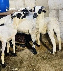  4 عابورتين وخاروف قبرصي اصلي للبيع