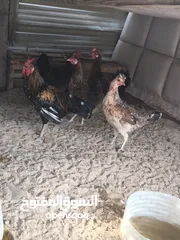  21 دجاج وحمام للبيع