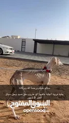  1 سلوقي عربي