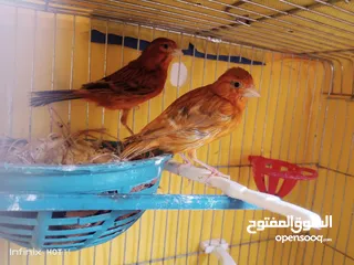  1 جوز كناري نحاسي كرزي مع فراخه و ثلاثة حبات مخاليف عمر شهرين ونص