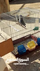  5 جوز طائر الروز
